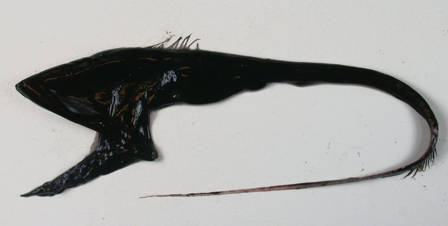 риба пелікан пелікновий великорот