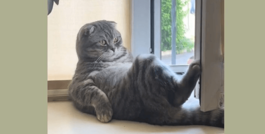 кот Ким, кот из Винницы, кот-блогер