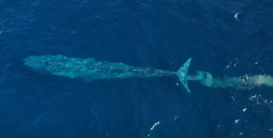 кит, синий кит, карликовый синий кит