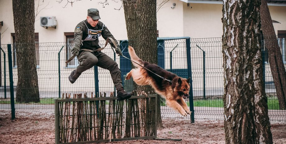 кинологи, мвд, нацгвардия, животные, соревнования