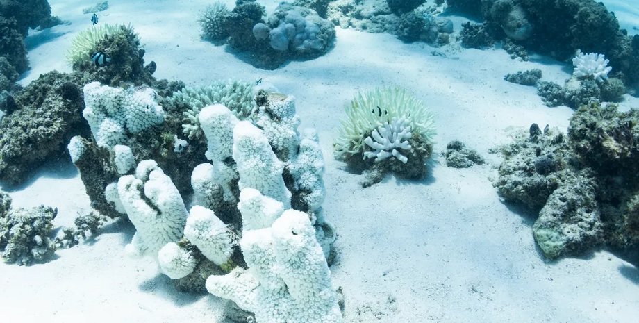 коралловый риф