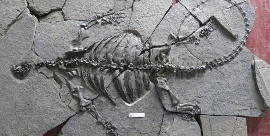 Скелет древнейшей черепахи. Национальный музей Шотландии, YU CHEN, IVPP