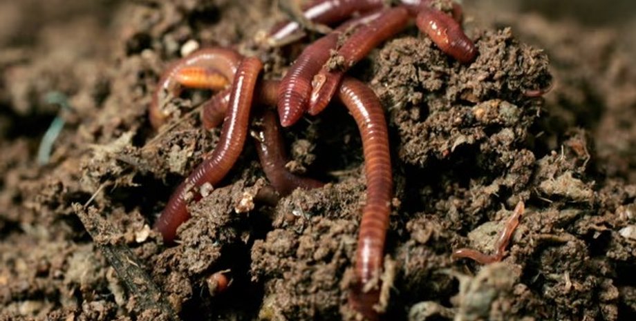 черв'яки, дощові черв'яки