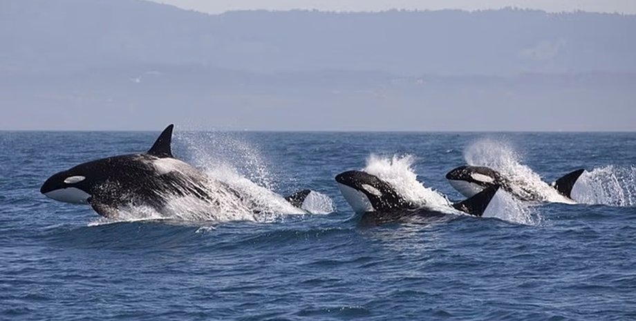 косатки охотятся на горбатого кита