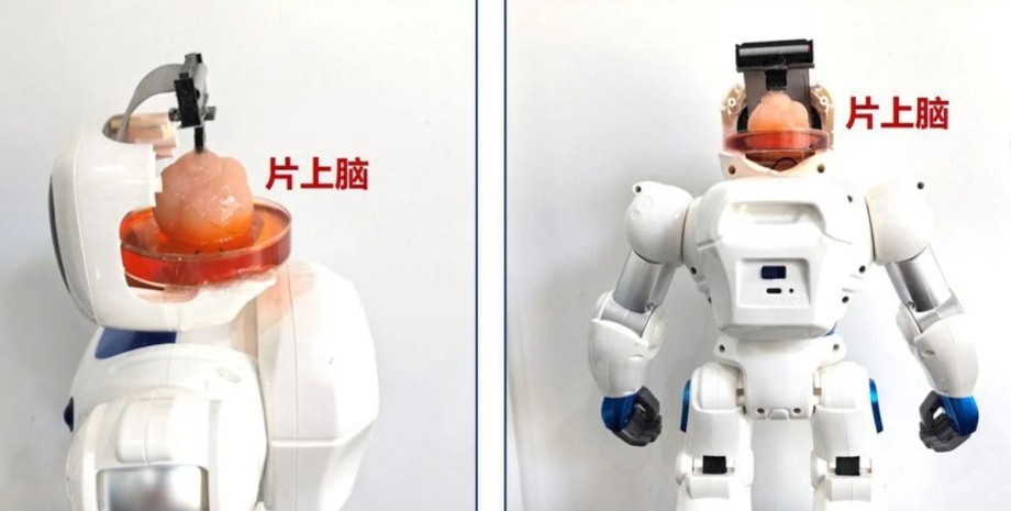 Китайский робот Робот, мозг, стволовые клетки, фото