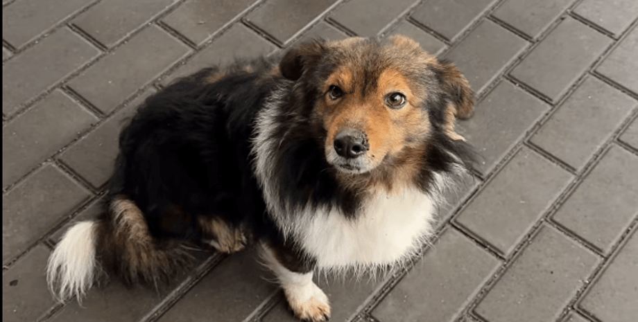 собака, український Хатіко, чекає на господаря, Ладижинка, АЗС