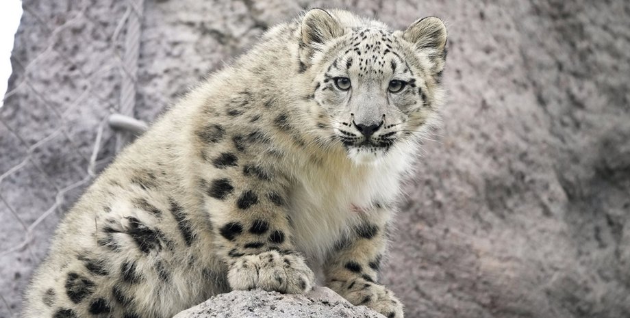 снежный барс в горах