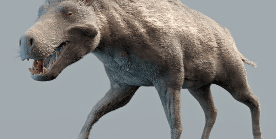 кабан, свиня, пекельна свиня, тварина, динозаври, вимирання, зуби, ікла, ведмідь, всеїдність, історія, ентелодонти, зникнення, розмір