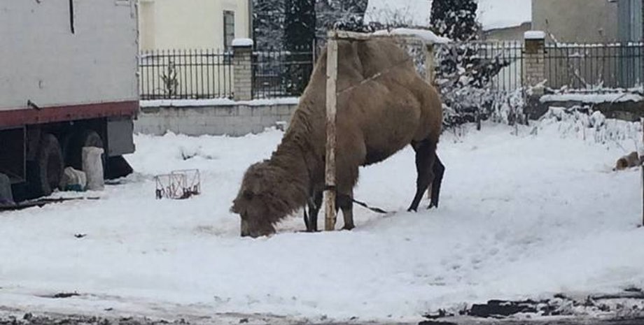 Фото: facebook.com/UAnimals.official