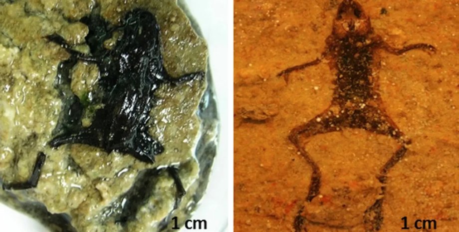 жаба, скам'янілість жаби, жаба скам'янілість, жаба скам'янілість