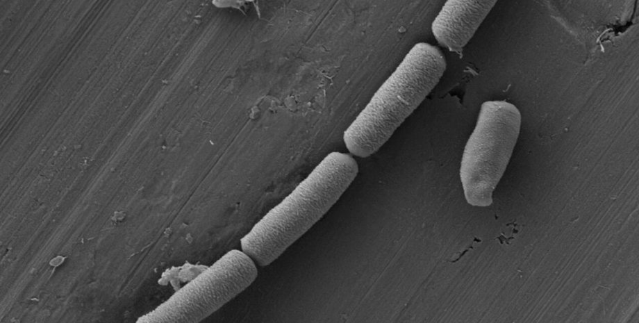 бактерии бактерии, цемент