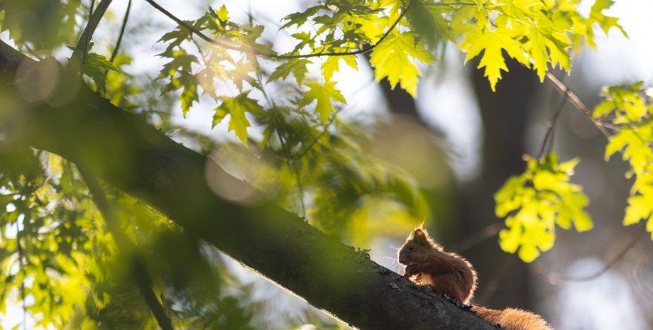 белка, белочка, весна, дерево, тепло, солнце