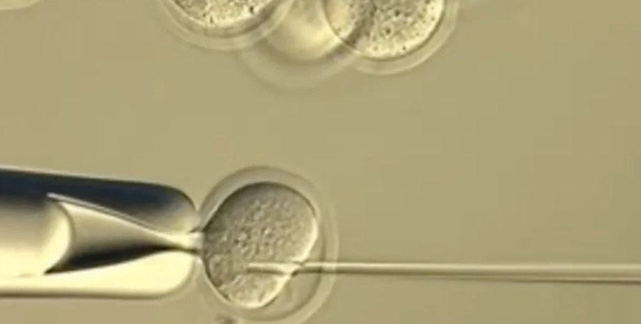 клонирование мышей