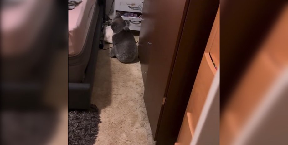 коала, австралия, коала в спальне, коала в постели