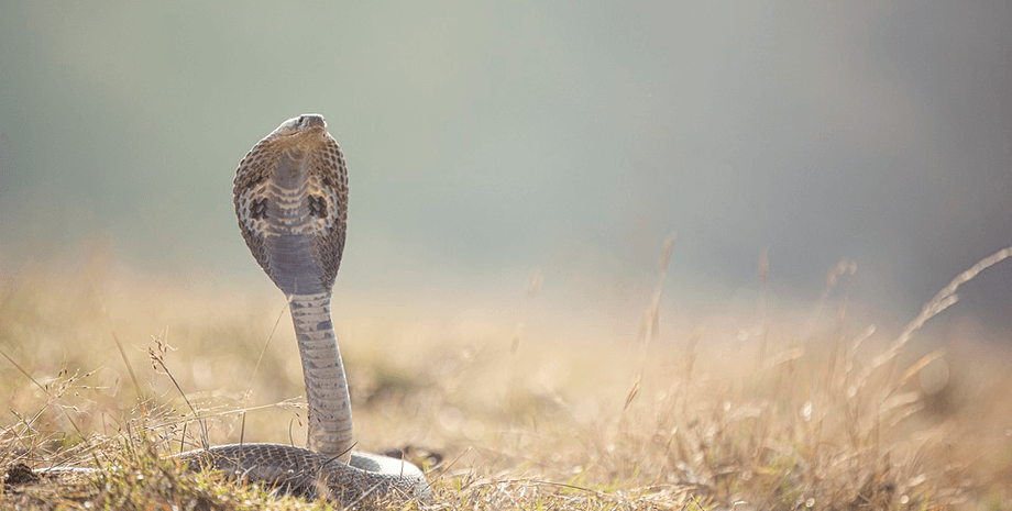 кобры, змеи, эволюция кобры