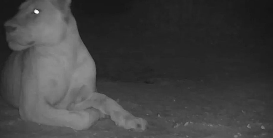 левиця, лев