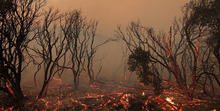 Лесной пожар / Фото: David McNew