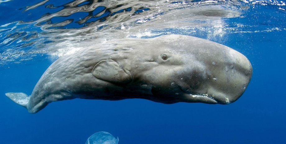 Кашалот / Фото: nature-box.ru