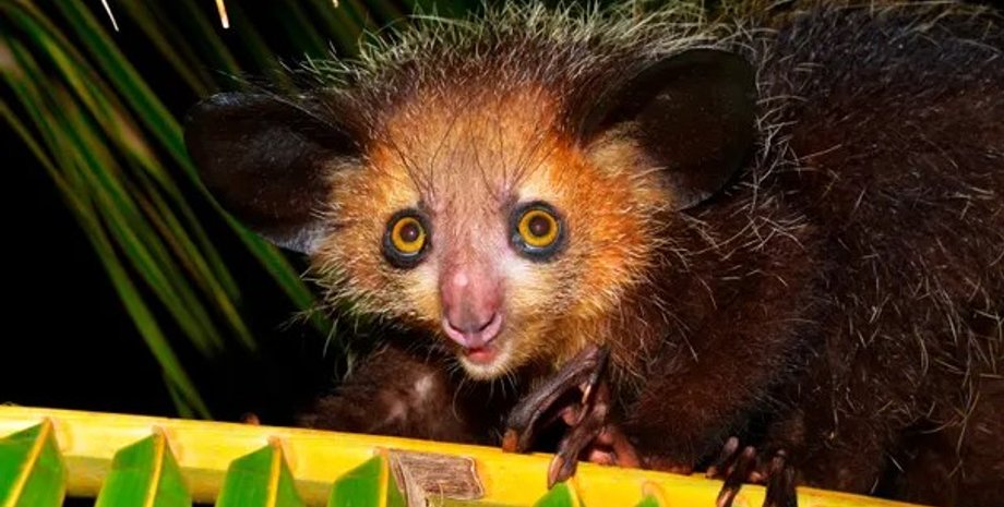 ай-ай, руконожка, мадагаскарская руконожка