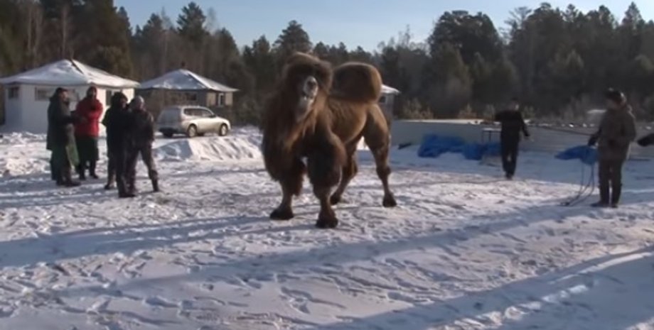 Фото: Скриншот