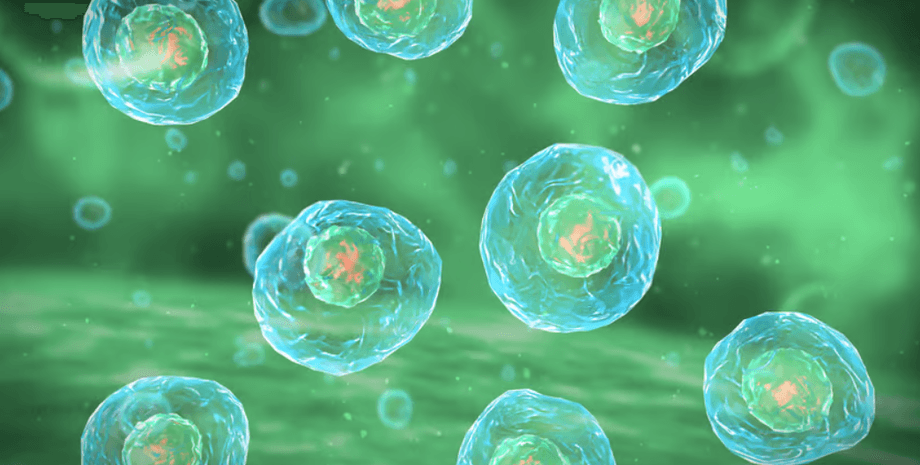 пептид, клітина, нікельбек