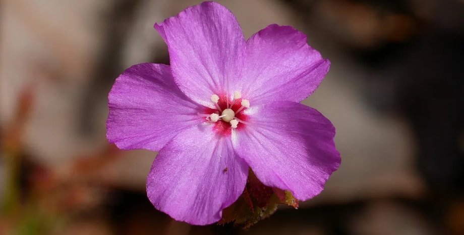 квітка карликова росичка