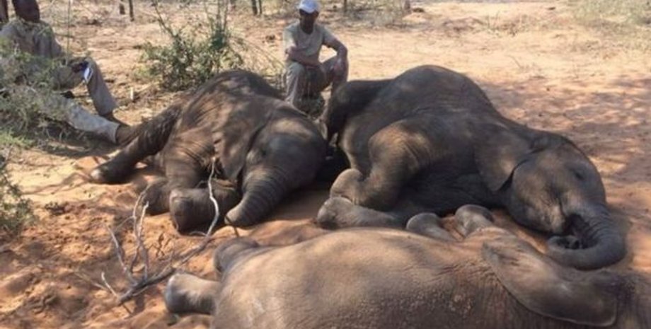 Фото: ELEPHANTS WITHOUT BORDERS