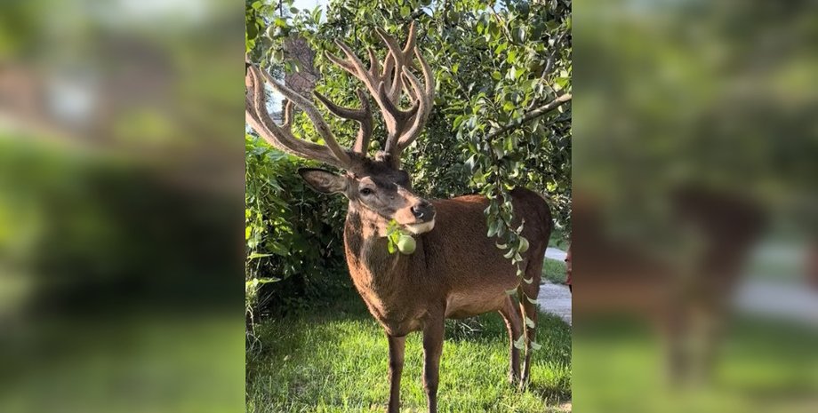 Люди показали TikTok с прирученным оленем, которого кормят яблоками и поят водой