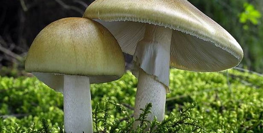 Фото: nashzeleniymir.ru