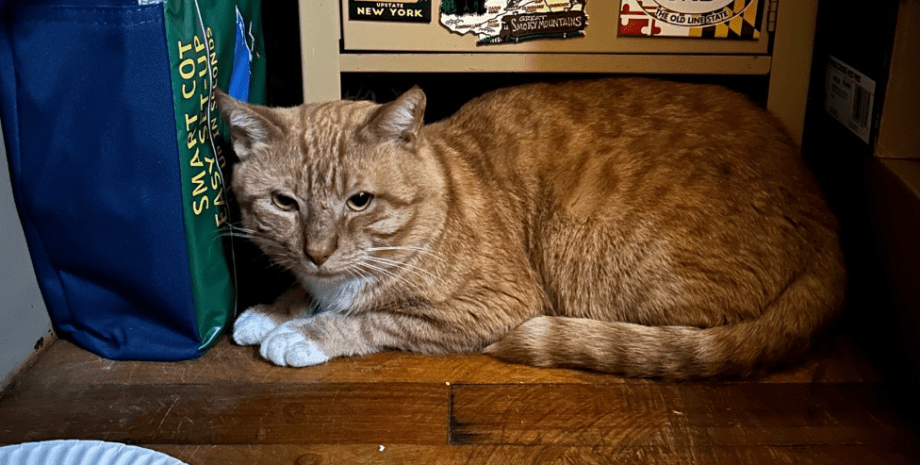 Рыжий кот по кличке Курт восемь месяцев ждал хозяина Рыжий кот по кличке Курт восемь месяцев ждал хозяина, а затем получил второй шанс