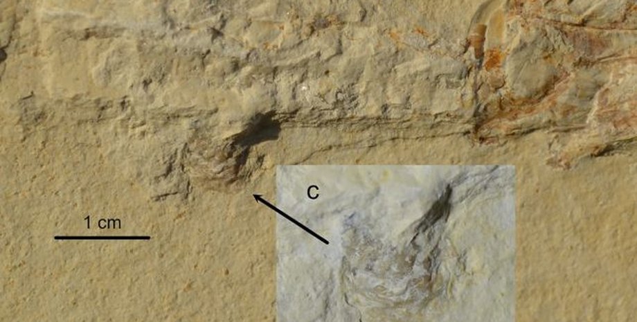 окаменелость рыбы и моллюска