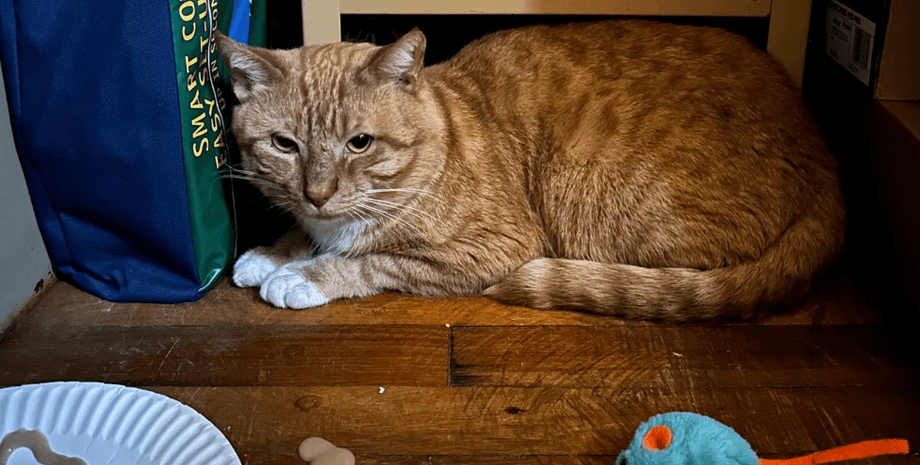 Рыжий кот по кличке Курт восемь месяцев ждал хозяина, а затем получил второй шанс