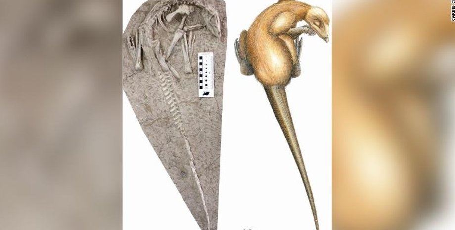 Иллюстрация: Carine Ciselet