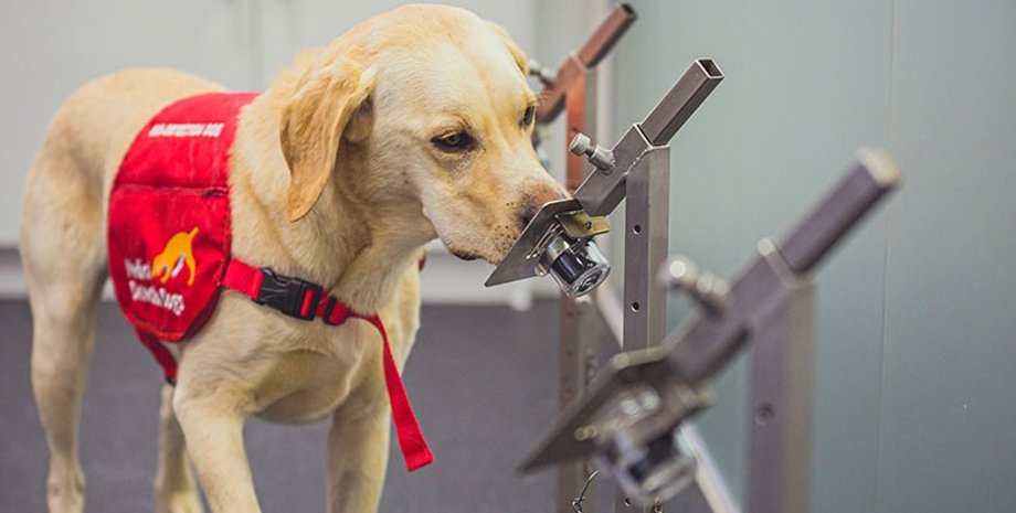 собака, коронавирус, испытания, фото