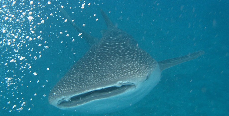 акула, китова акула