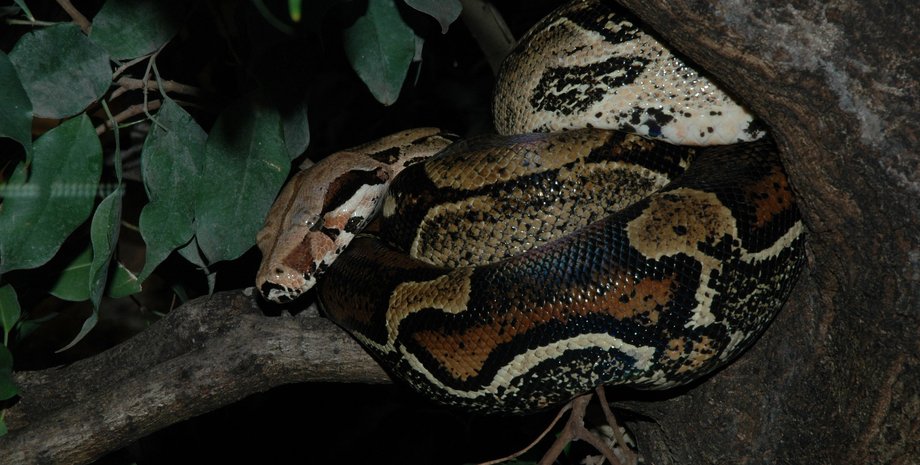 Вчителька знайшла удава в саду