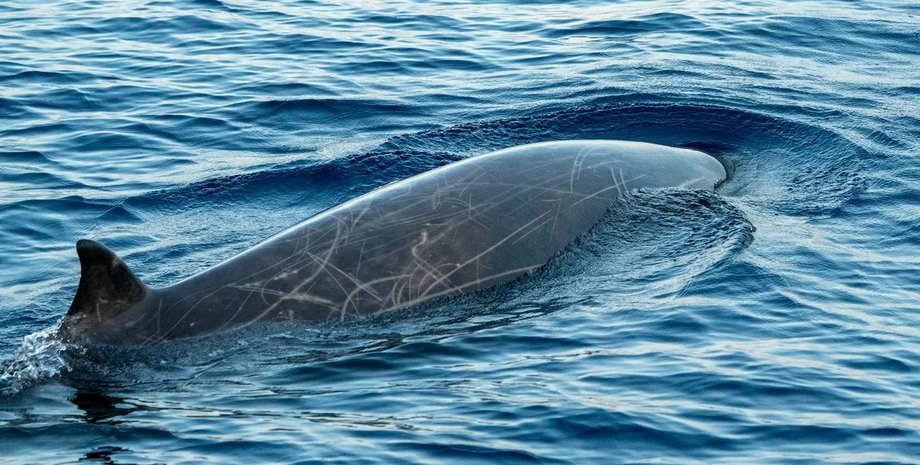 клюворыл, клюворыл кувье