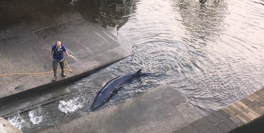 кит, шлюз, Темза, Лондон