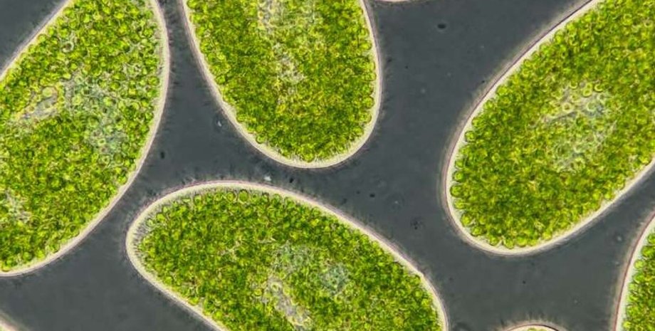 микробы, поглощение углерода, производство углерода