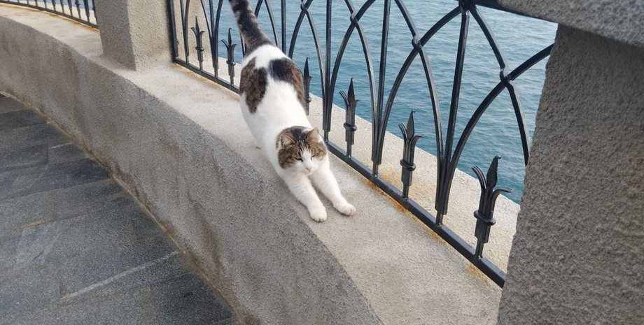 кішка Муся, в Криму врятували кішку, росіянин скинув кішку, Ластівчине гніздо, кішку кинули з обриву