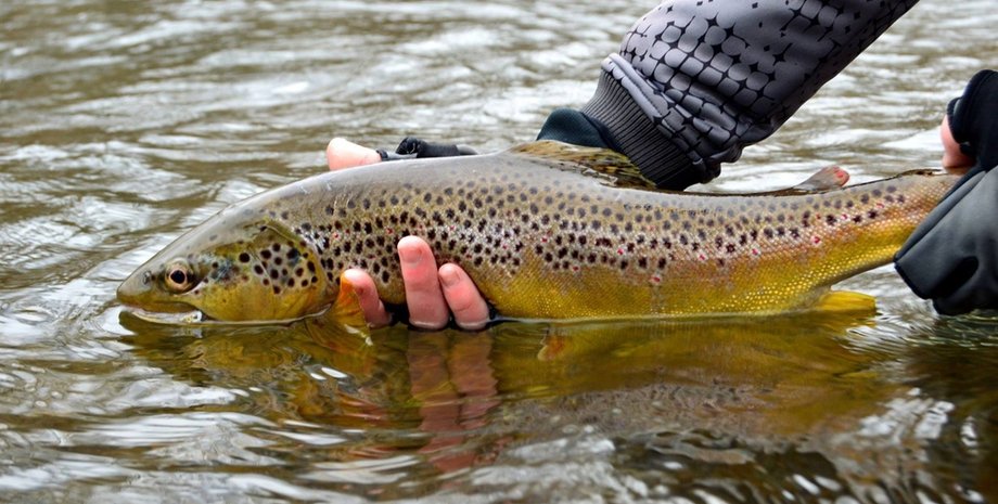Риба, форель, рекордний улов, улов усього життя, побив 66-річний рекорд, виловив гіганта, величезна риба, гігантська риба, справжній монстр, рибальський рекорд