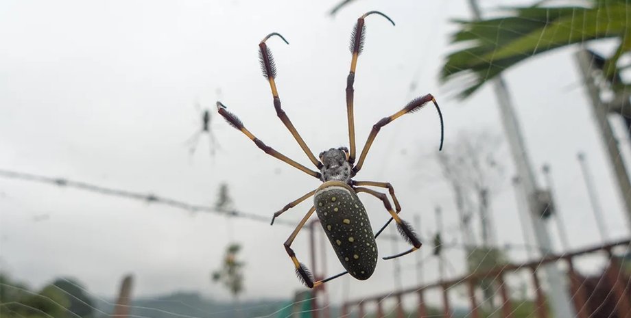 Изучено воздействие наркотиков на способность пауков плести паутину