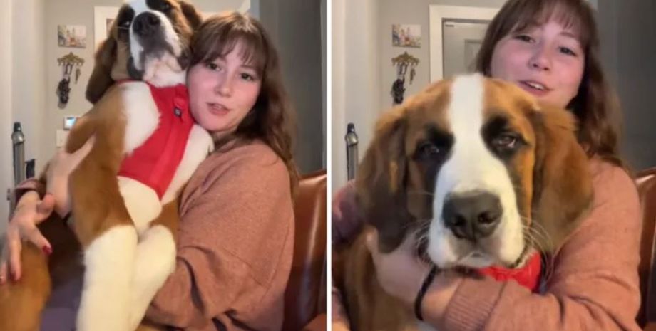 Собака гібридної породи, цуценя велетенських габаритів, домашні улюбленці, сенбернар, бернський гірський собака