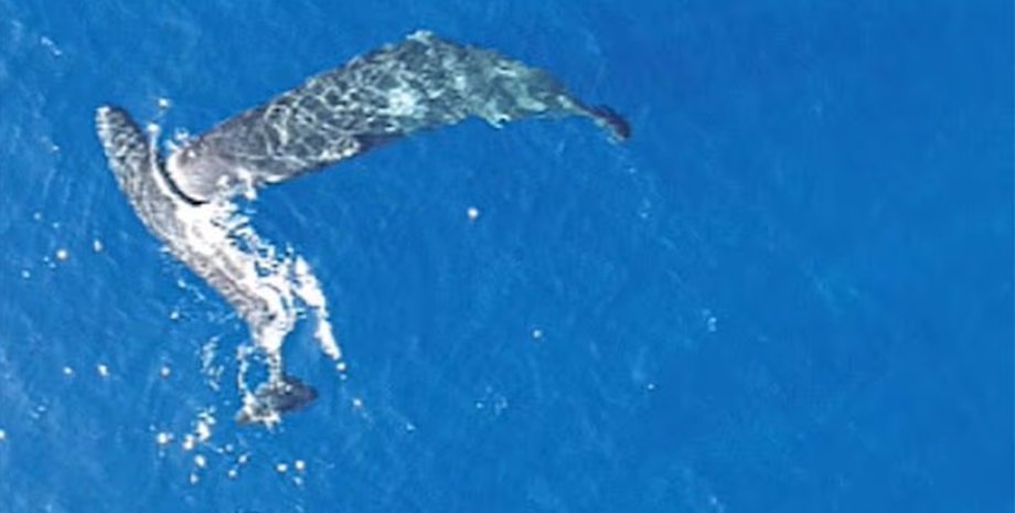 кашалоти в океані