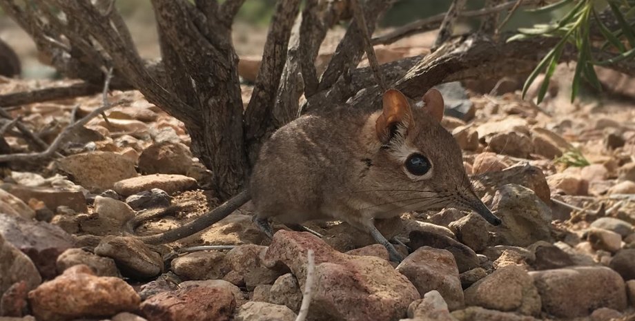 Фото: Steven Heritage, Duke University Lemur Center