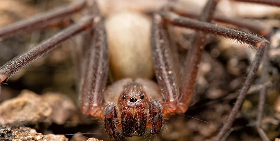 паук отшельник