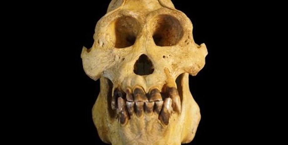 Череп орангутана Pongo tapanuliensis / Фото:  eurekalert.org