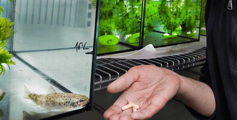 кокаїн лосось