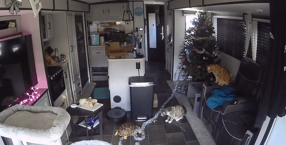 Драма перед Рождеством: черепаха хотела украсить дом, коты объявили протест