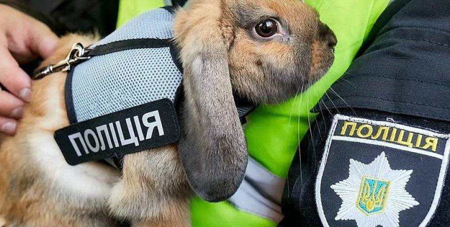 кролик, поліція, Дніпро, кролик-поліцейський